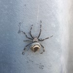 orb spider.jpg