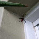 redback and leaf.jpg